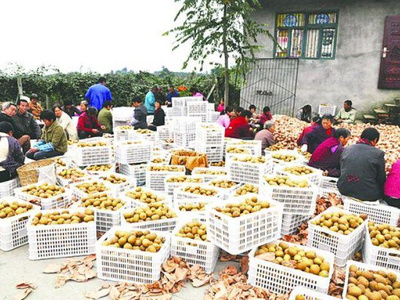 价格低迷的背后 产量激增与市场变化如何影响猕猴桃销售