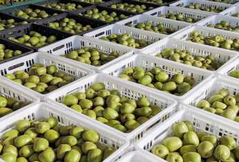 绵阳安州猕猴桃荣登“国字号”名录，特色产业助力乡村振兴新篇章