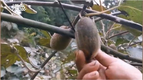 煤尘遮蔽下的丰收 2万斤猕猴桃销售无门，果农盼救助