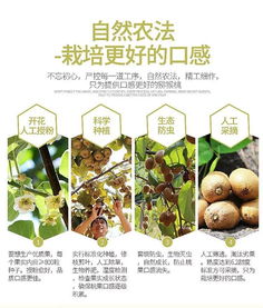 绿心徐香猕猴桃 果中之王的金秋馈赠
