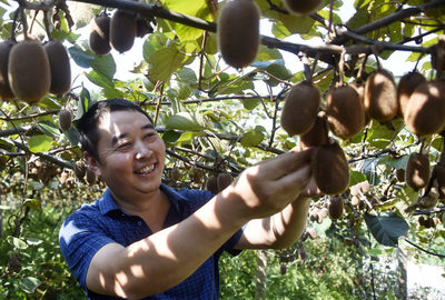 好物件|猕猴桃尚未成熟 涪陵这个老板已经卖出了4万斤