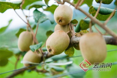 陇川猕猴桃丰产，农民喜增收，产业销售前景广阔