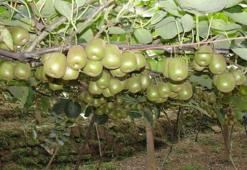 国产猕猴桃与新西兰奇异果大比拼 不比不知道，一比吓一跳